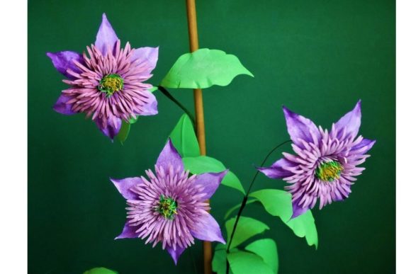Clematis Crystal Fountain Templates: A Designer’s Real-World Review
