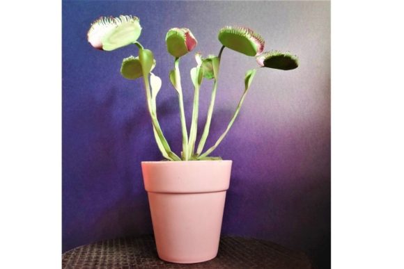 h1Venus Flytrap Dionaea Muscipula Paper Flower Templates Review/h1